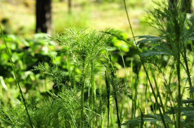güzel yeşil orman çim