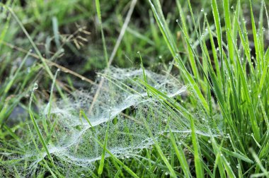 Çimenlerdeki örümcek ağı