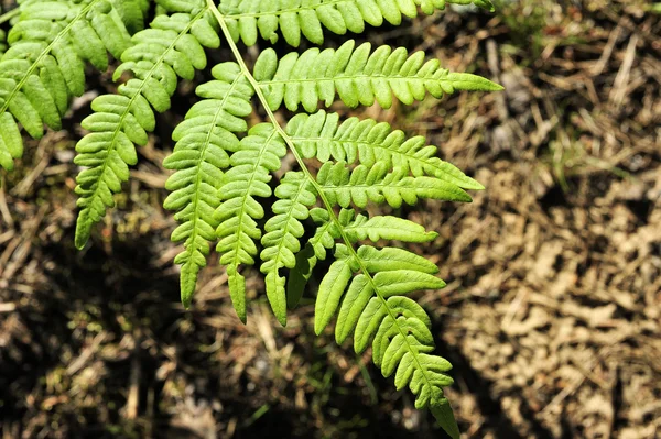 Green fern leaf in the forest — Stock Photo, Image