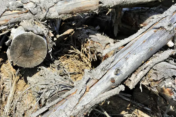 Staré suché rozbité lesní — Stock fotografie