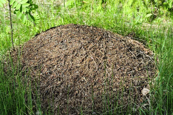 big nest of ants in the forest