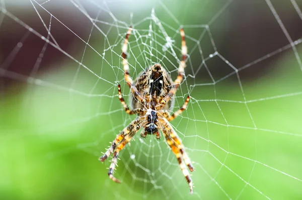 Zbliżenie Makro Zdjęcie Europejskiego Pająka Ogrodowego Krzyżówka Pająka Araneus Diadematus — Zdjęcie stockowe