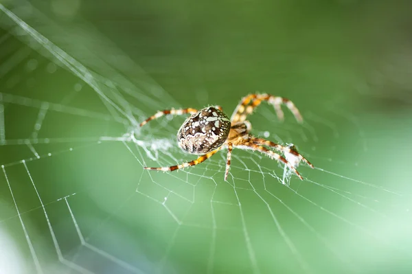 Macro Vicino Ragno Giardino Europeo Ragno Incrociato Araneus Diadematus — Foto Stock