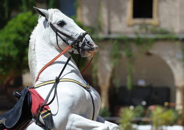 Андалузский белый конь — стоковое фото
