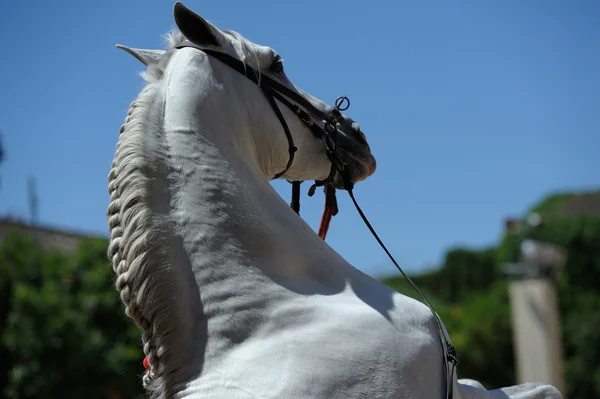 Cavalo branco andaluz — Fotografia de Stock