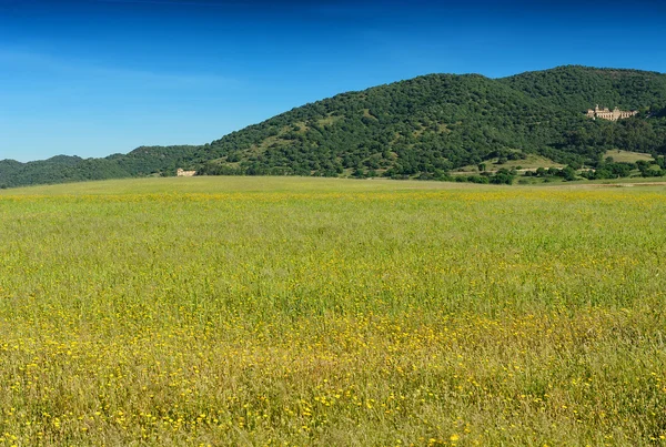 Gebied van het gras — Stockfoto