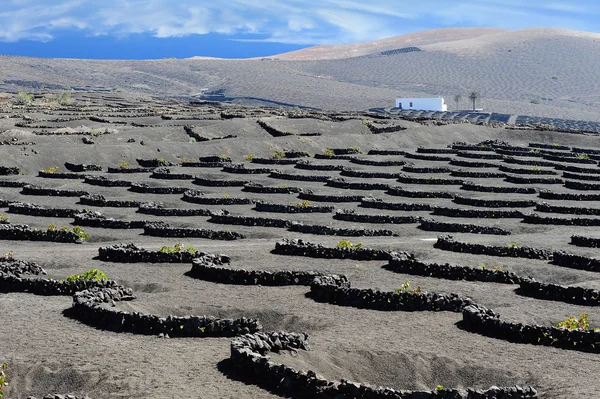 La geria Vadisi, Adası lanzarote, Kanarya Adaları, üzüm bağları, — Stok fotoğraf