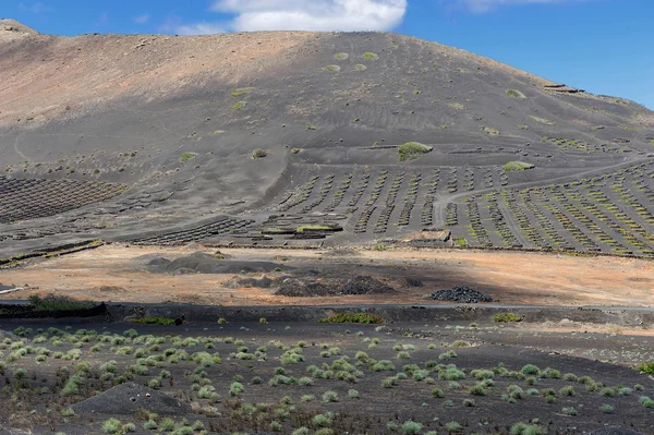 Vinice la geria údolí, ostrov lanzarote, Kanárské ostrovy, — Stock fotografie