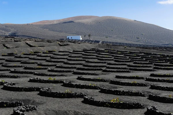 Szőlőültetvények la geria völgyben, a lanzarote-sziget, a Kanári-szigetek, — Stock Fotó