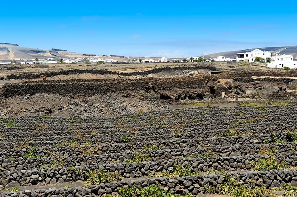 Winnice w dolinie la geria, wyspa lanzarote, Wyspy Kanaryjskie, — Zdjęcie stockowe
