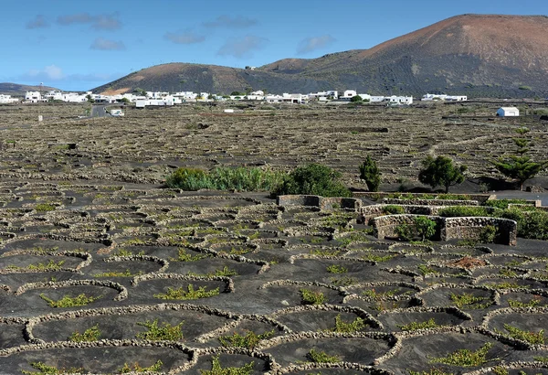 Vinice la geria údolí, ostrov lanzarote, Kanárské ostrovy, — Stock fotografie