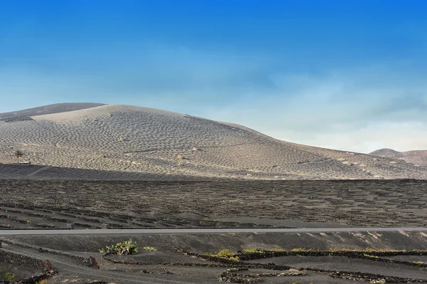 Viñedos en La Geria Valley, Lanzarote Island, Islas Canarias , —  Fotos de Stock