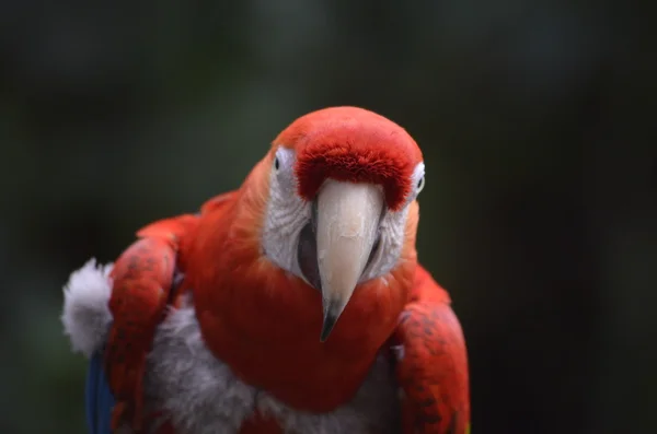 Arara escarlate close-up — Fotografia de Stock