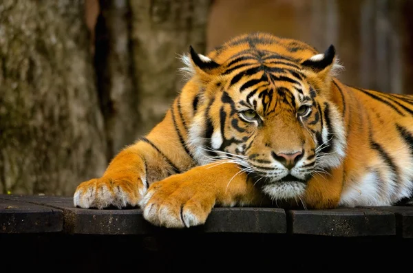 La vida de un tigre — Foto de Stock