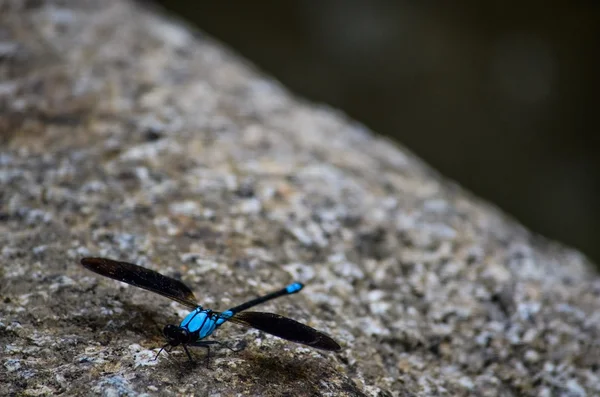 The turquoise dragonfly — Stock Photo, Image