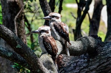 İki ahmak'ın bir dizi