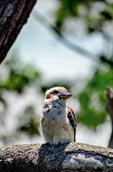 A series of two Kookaburra's — Stock Photo, Image