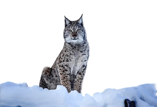 A Swedish lynx 로열티 프리 스톡 이미지