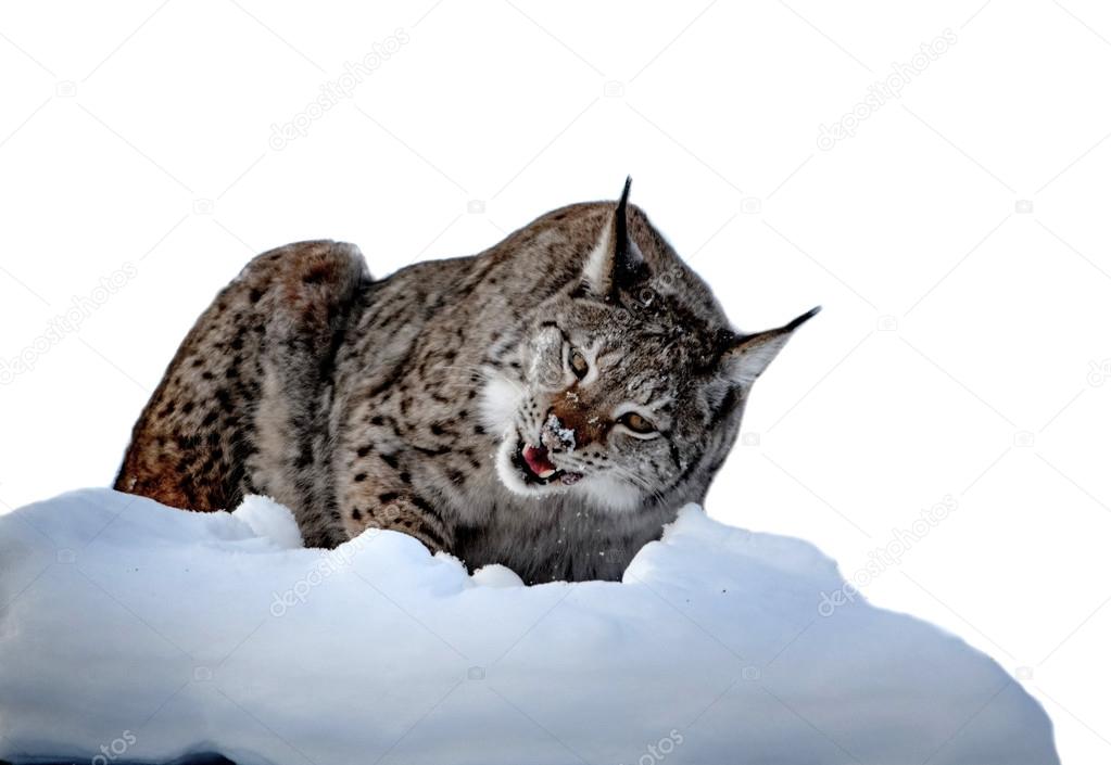 A Swedish lynx