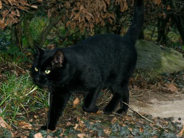 Kara kedi evcil hayvan