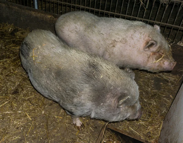 大きな豚イノシシの家畜 — ストック写真