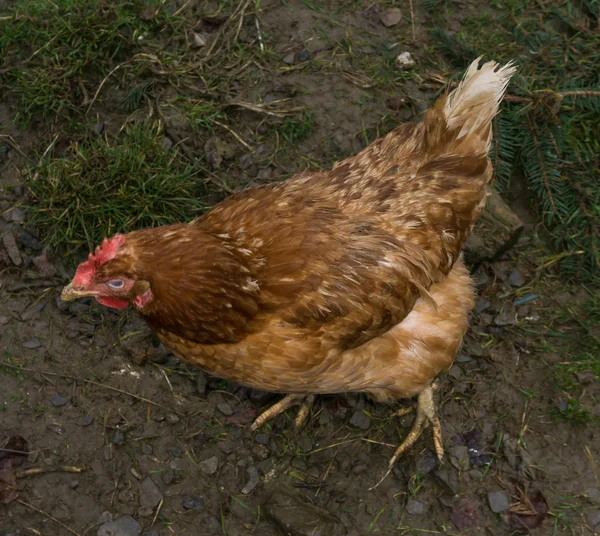 Hühner fair Bauernhof Freilauf. Hahn — Stockfoto