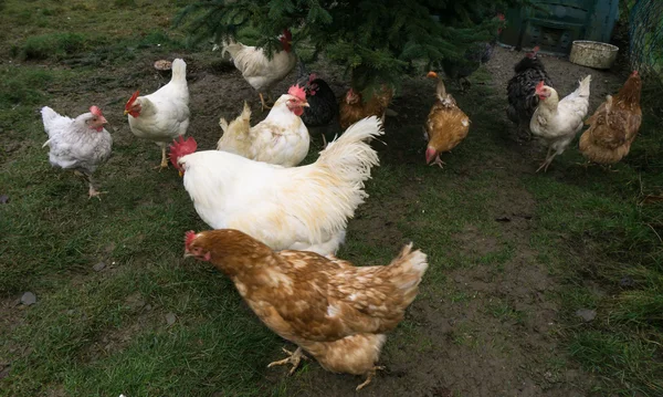 Hens fair farm free running. cock — Stock Photo, Image