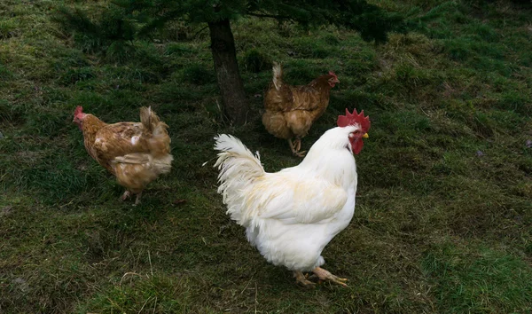Găini fermă echitabil gratuit de funcționare. cocoș — Fotografie, imagine de stoc