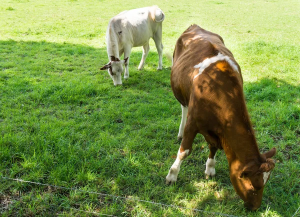 Vaca pastando em um campo verde — Fotografia de Stock