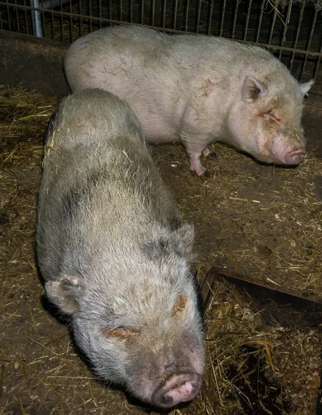 大きな豚イノシシの家畜 — ストック写真