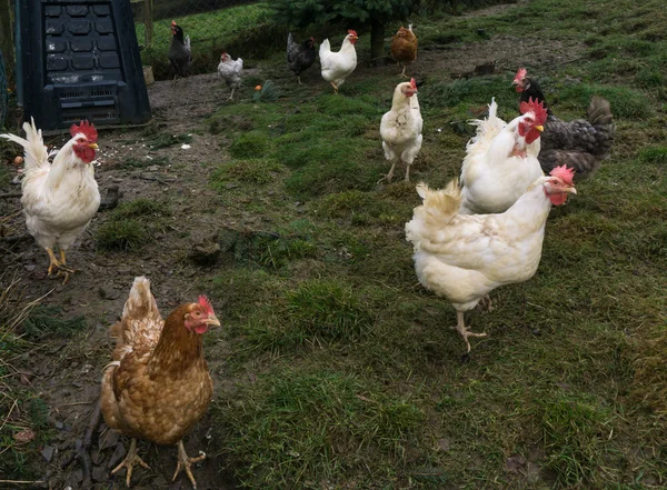 ekmek arası tavuk. tavuk horoz