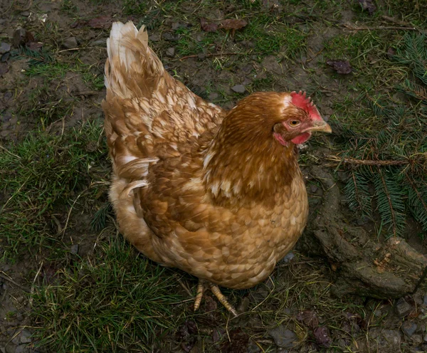 放し飼いニワトリ。鶏のコック — ストック写真