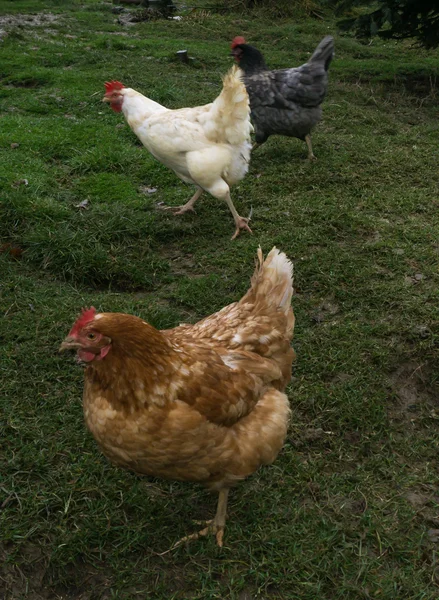Găini fermă echitabil gratuit de funcționare. cocoș — Fotografie, imagine de stoc
