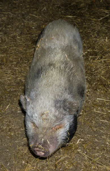 Groot varken zwijnen vee — Stockfoto