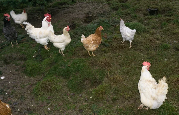 Vrije uitloop kip. kippen pik — Stockfoto