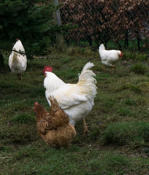 Hens fair farm free running. cock — Stock Photo, Image