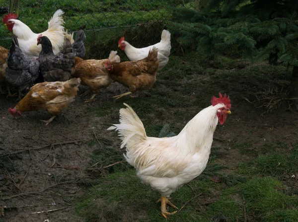 Chiken de campo libre. gallinas polla — Foto de Stock