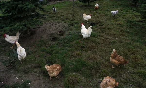 Gallinas justas granja libre funcionamiento. polla — Foto de Stock