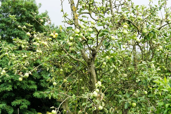 Árbol con manzanas verdes — Foto de Stock