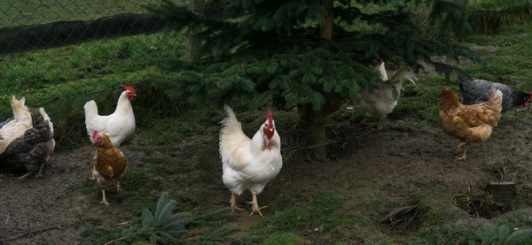 Chiken de campo libre. gallinas polla — Foto de Stock