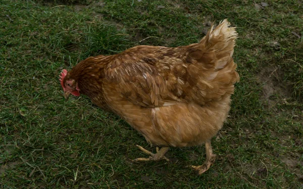 Tavukları adil çiftlik çalışan ücretsiz. horoz — Stok fotoğraf