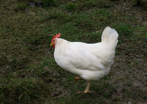 鶏フェア ファーム フリー ランニングします。コック — ストック写真