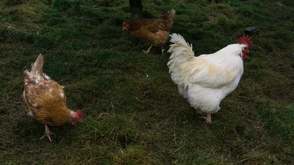 Chiken cu rază liberă. găini cocoș — Fotografie, imagine de stoc