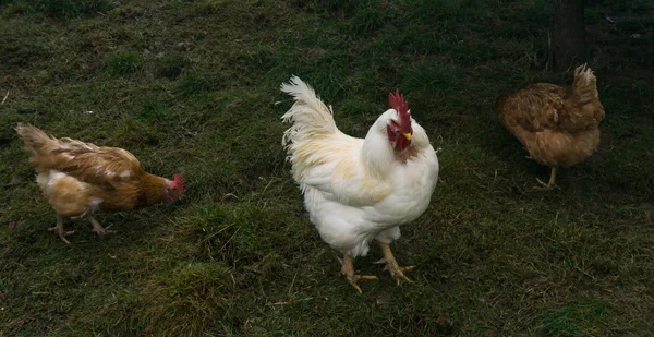 Chiken de campo libre. gallinas polla —  Fotos de Stock