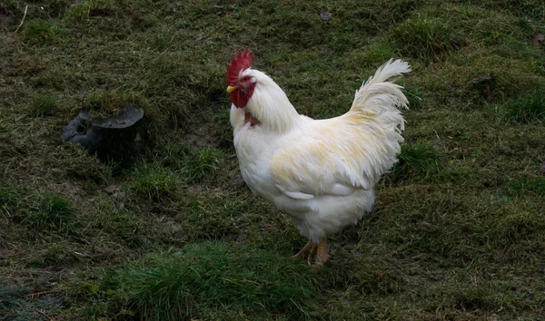 母鸡公平农场自由运行。公鸡 — 图库照片