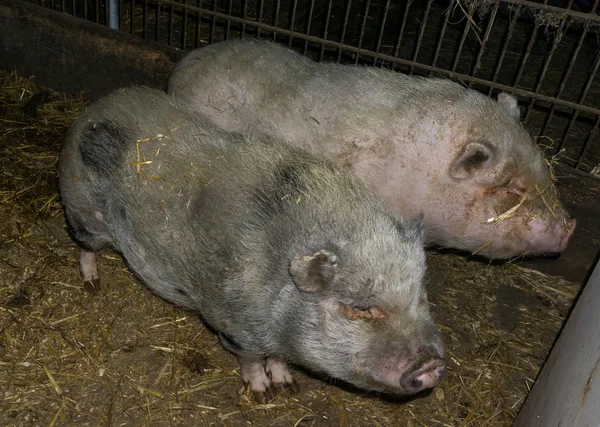 Big pig boar livestock — Stock Photo, Image
