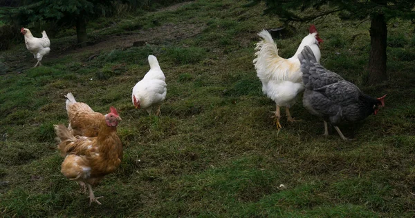 母鸡公平农场自由运行。公鸡 — 图库照片