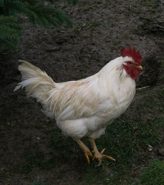 Vrije uitloop kip. kippen pik — Stockfoto