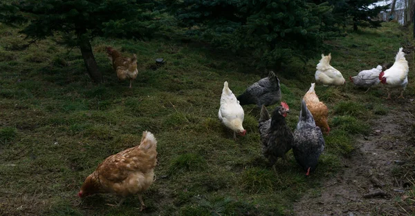Курицы справедливой ферме бесплатно работает. петух — стоковое фото