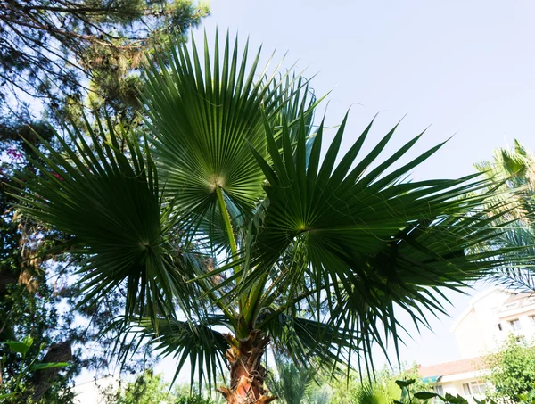 Palm boomstructuurweergave — Stockfoto